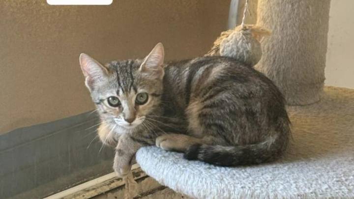 Adopta un gato: Mina, rescatada con sus hermanos, busca hogar