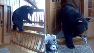 Bear breaks into Pine Mountain Club home in Kern County and leaves with various different snacks