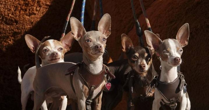 Avala Congreso de la CDMX plan de cuidados para mascotas tras divorcios
