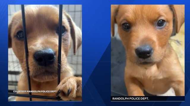 1 puppy dies after 2 found dumped in Mass. woods