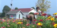 Valley View Flowers flourish under care of husband and wife in Albion
