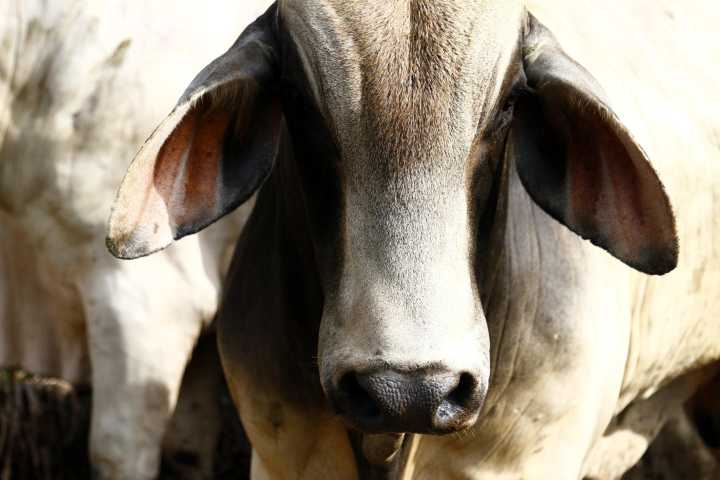 Panamá enfrenta el resurgimiento del gusano barrenador mientras la mosca come