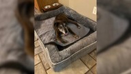 North Carolina Family Surrendered Their Senior Dog To Shelter But Then Something Amazing Happened