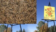 Altona to Erect Massive Jackson Pollock Right Next to Big Van Gogh