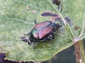 From roses to corn, Japanese beetles leave a trail of destruction