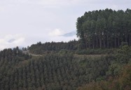 La inseguridad golpea duramente la red forestal y de la madera colombiana