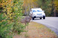 Be Aware of These Deer-Vehicle Collision Areas in Washington