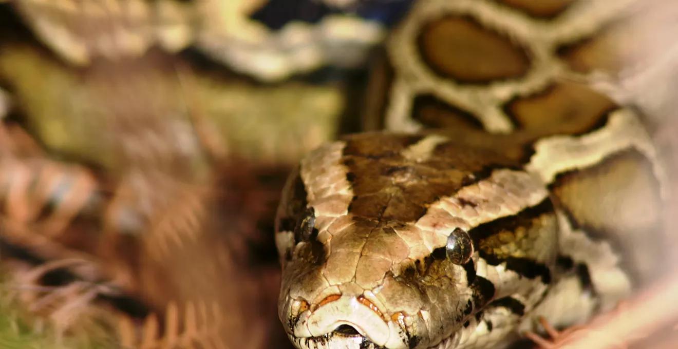 Video: Miami Family Finds Gigantic Python in Backyard