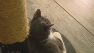 Don't be a fraidy-cat: Tips for stress