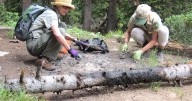 Volunteers report uptick in illegal campfire rings