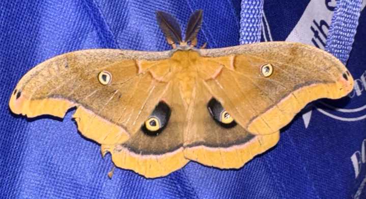 Time to shine some light on a moth myth