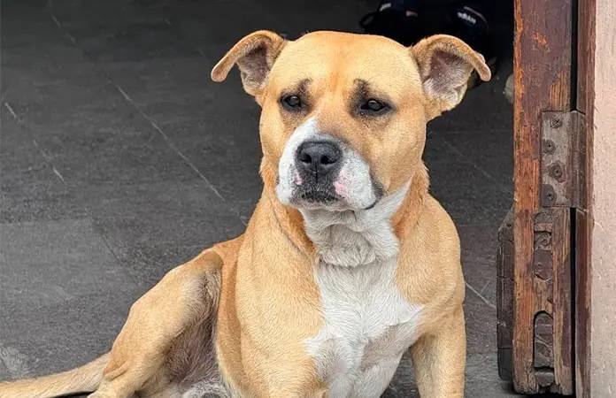 “El Güero”, el perro rescatado que ahora cuida la Alcaldía de Soledad