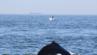 Dudas tras la muerte de la ballena Minke que una embarcación impactó en Nueva Jersey