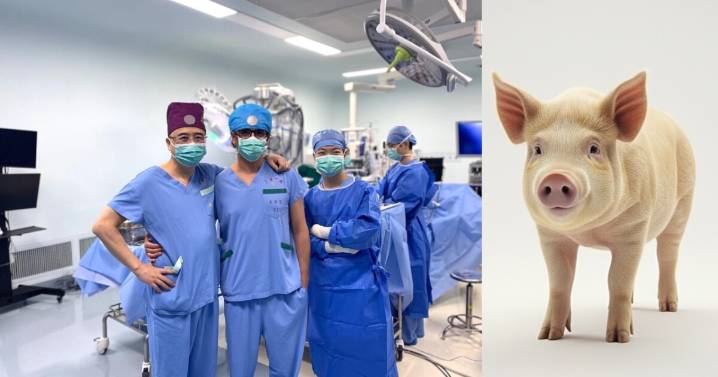 Hito médico: científicos en China realizan el primer trasplante de pulmón de cerdo a humano