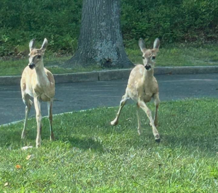 Two orphaned fawns make unlikely home behind Toms River craft store