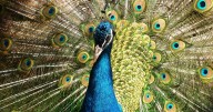 Así fue como un experimento científico convirtió las plumas de pavo real en emisores láser