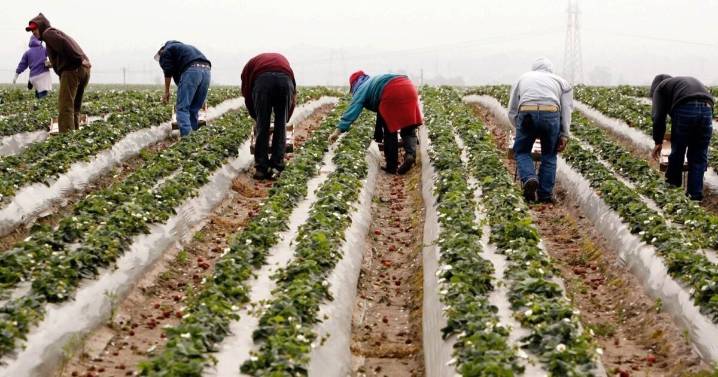 Surge tensión entre las políticas migratorias y la industria agrícola