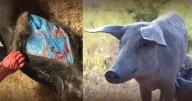 Cerdos salvajes con carne azul: el extraño fenómeno en California que alarma a los científicos
