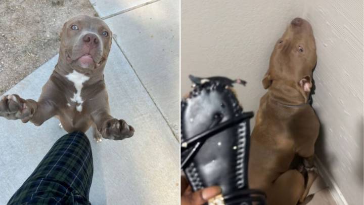 Texas Woman Notices Her Shoe Was Chewed And Quickly Figures Out The Culprit