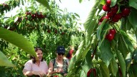 ¿Cereza o picota? El Jerte de Cáceres te enseña cómo distinguirlas