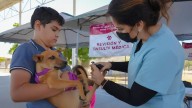 Llevan servicios veterinarios gratis a todo el estado