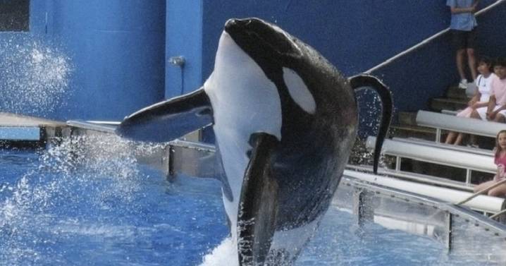 Ésta es la HISTORIA REAL de Tilikum, la orca que presuntamente ‘mató’ a sus entrenadores en SeaWorld