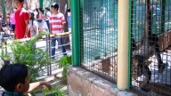 Juegos y visitas guiadas al Zoo: así será el curso de verano para niños en el Museo de Historia Regional