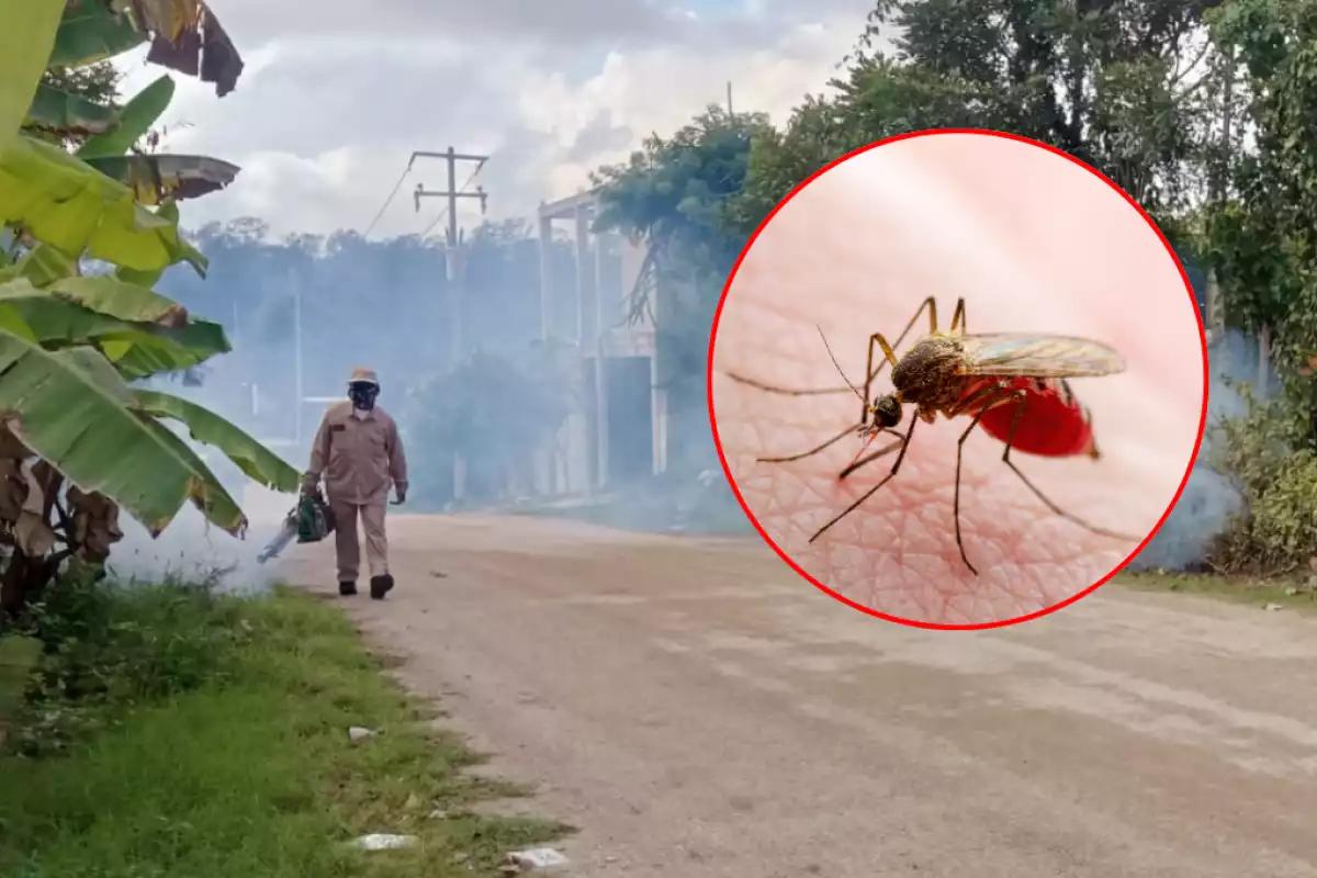 Reportan 6 defunciones por probable dengue en Campeche: Piden detectar síntomas a tiempo