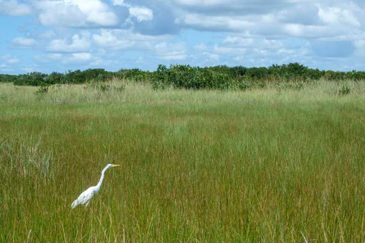 Dos incendios forestales en los Everglades llevan humareda a ciudades del sur de Florida