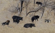 Wild pigs with ‘bright blue’ flesh are popping up in California. Here’s why
