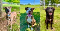 UPDATE: McKamey's pet 'TNR' surgeries resuming in September