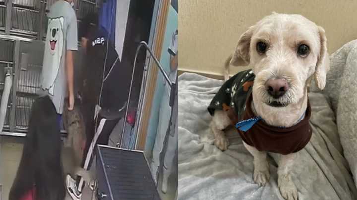 Joven abandonó a perrito en peluquería canina tras fingir que lo llevaba para un baño
