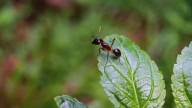Con pocos ingredientes, la mezcla infalible para combatir las hormigas en tu casa