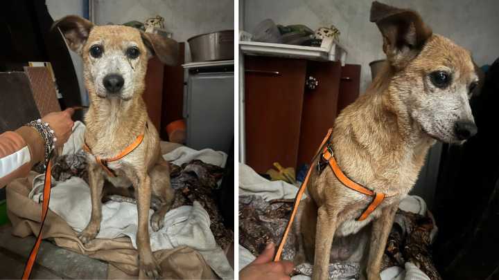 ¡Ayúdanos a encontrar a Betty! perrita desapareció en mercado La Ponderosa en San Miguel
