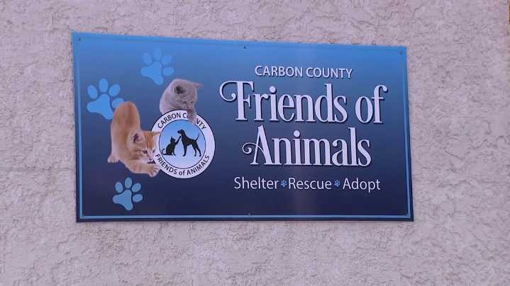 Cat shelter in Carbon County reopening after ringworm outbreak