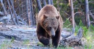 Grizzly bear deaths, delisting as endangered species continue to challenge Wyoming