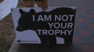 Conservation group sues Florida over bear hunt plan, says it limits public input