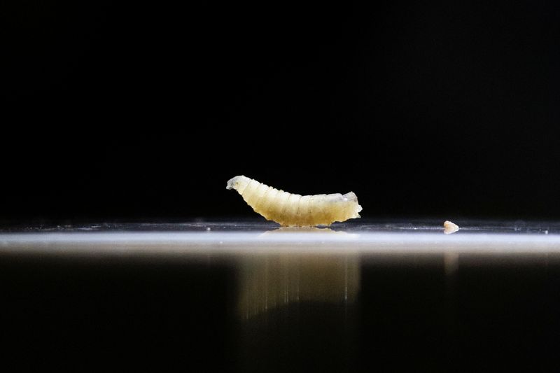 USDA to build Texas facility to fight flesh