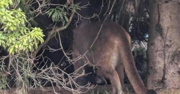Cougar sightings continue 1 week after initial spotting