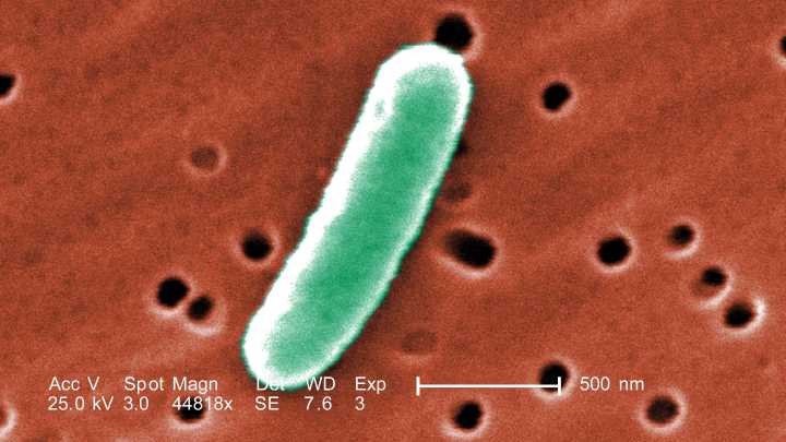 E. coli advisory issued after sewer leak at Lake Tahoe south shore