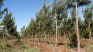 La superficie de plantaciones forestales sumó más de 48.000 hectáreas durante el último año y medio