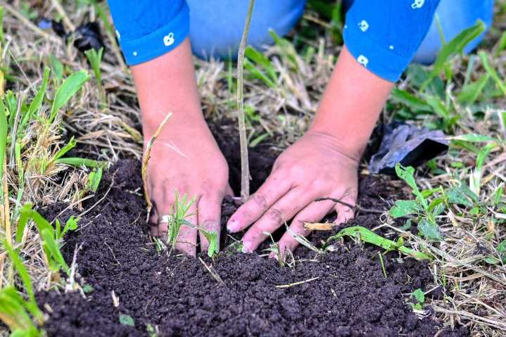 Alcaldía impulsa acciones para preservar y restaurar el ambiente