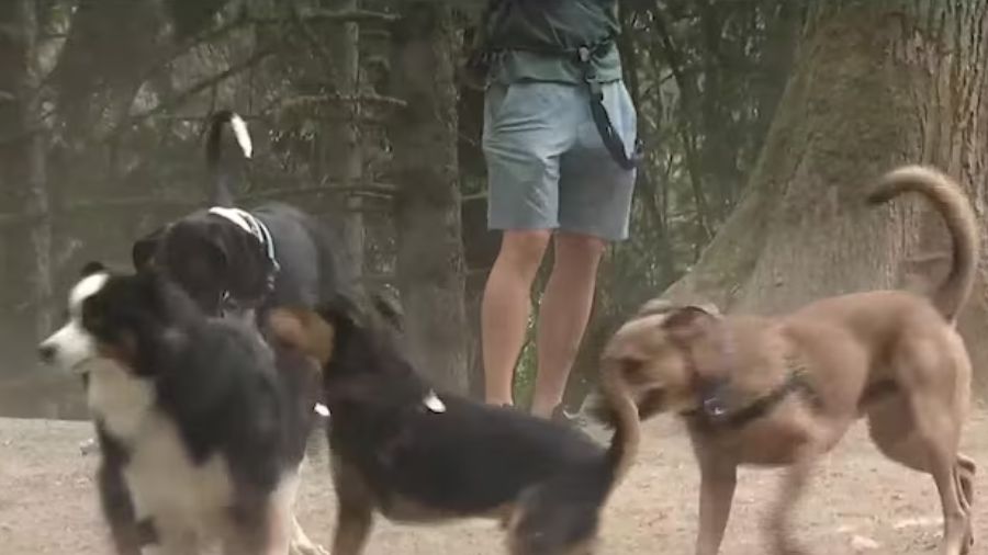 FurFriends: Seattle-based app helps dogs make friends