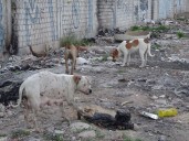 Rabia humana erradicada en Guanajuato desde hace 30 años