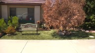 El Cajon woman says new gas lines killed her tree.