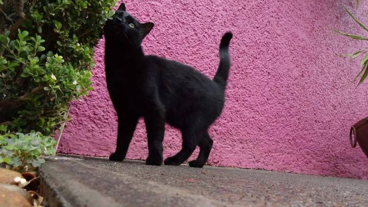Plaza de La Paz y Hospital Civil, entre las zonas con más gatos ferales en Morelia
