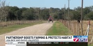 Partnership keeps Louisiana rice farming and wildlife thriving