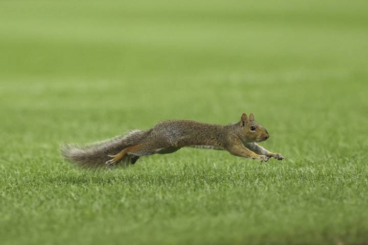 Squirrel runs onto Yankee Stadium field during 4th inning of Red Sox