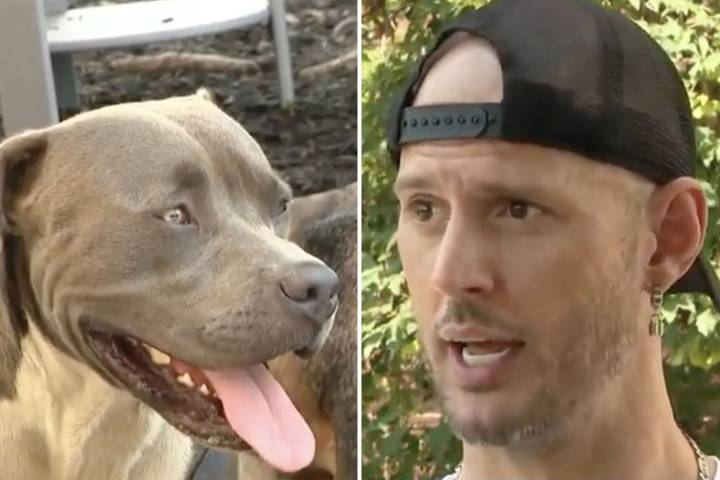 Dog Leads Stranger to 2 Unconscious People in Need of Help