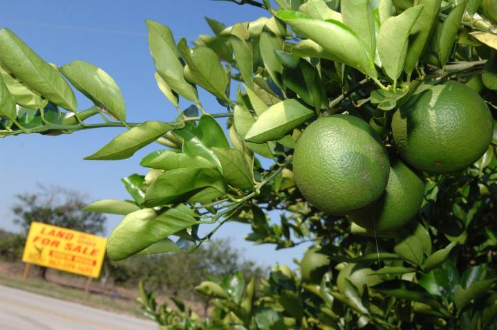 Piden a californianos evitar viajar con cítricos el fin de semana del Día del Trabajo